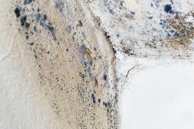 Best Mold Prevention Services in USA